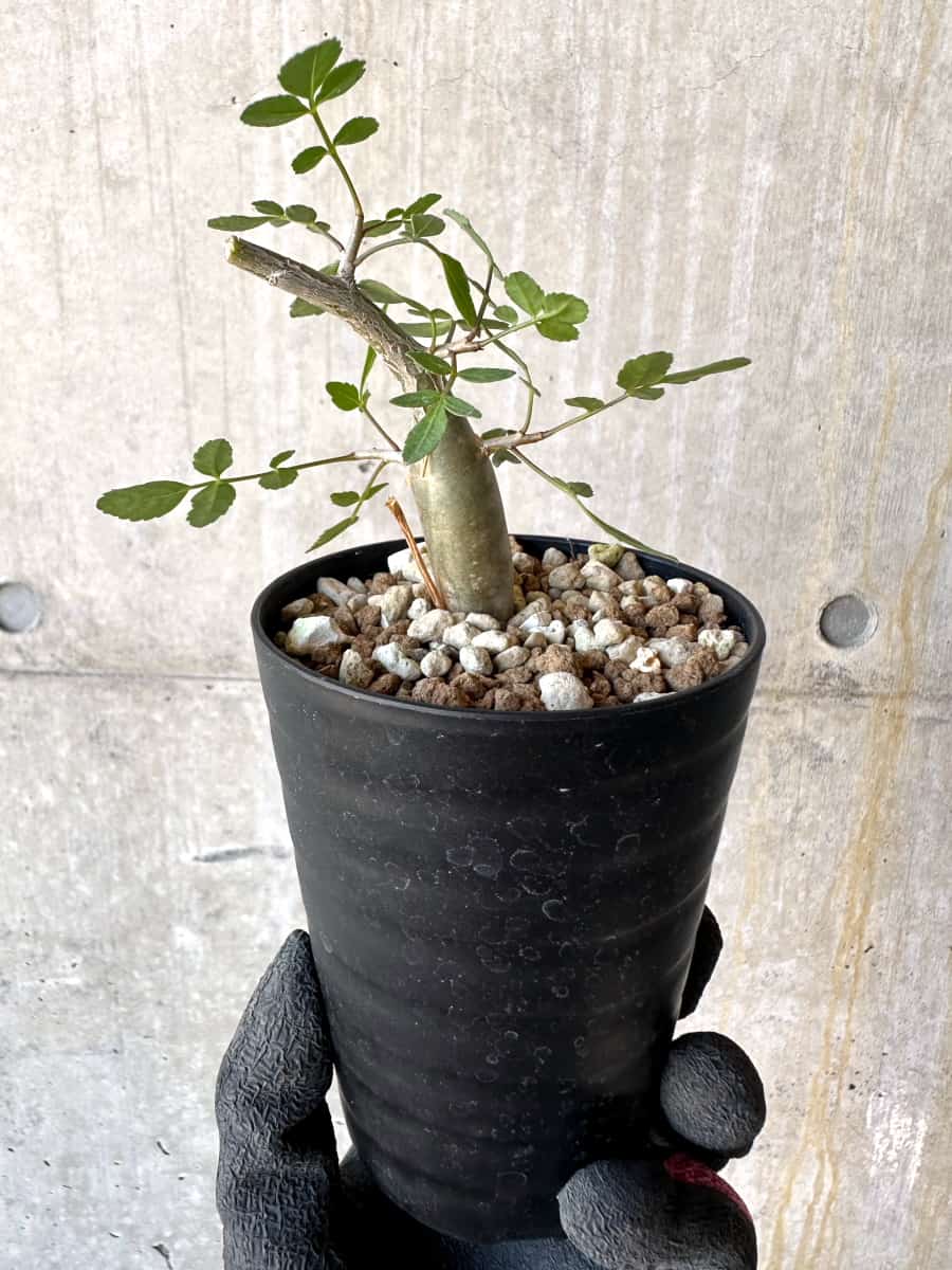 【現品限り】ブルセラ・ファガロイデス【G54】 Bursera fagaroides