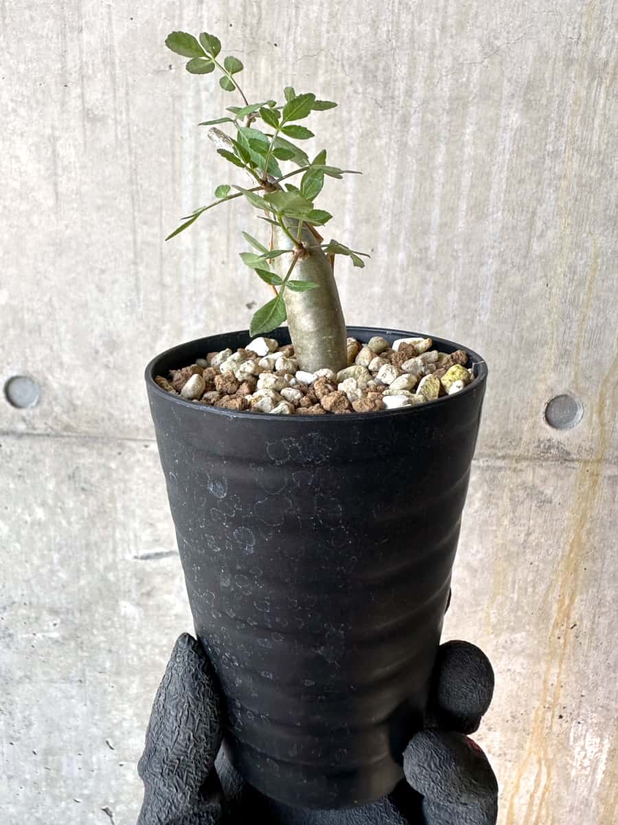 【現品限り】ブルセラ・ファガロイデス【G54】 Bursera fagaroides