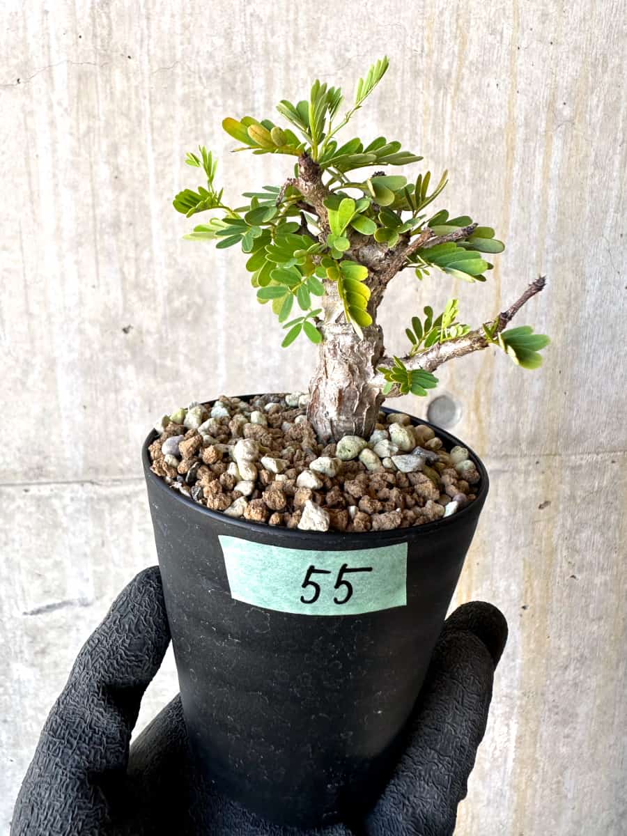 【現品限り】センナ・メリディオナリス 実生【G55】 Senna meridionalis