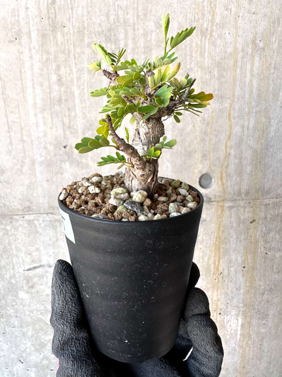 【現品限り】センナ・メリディオナリス 実生【G55】 Senna meridionalis