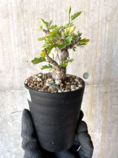 【現品限り】センナ・メリディオナリス 実生【G55】 Senna meridionalis