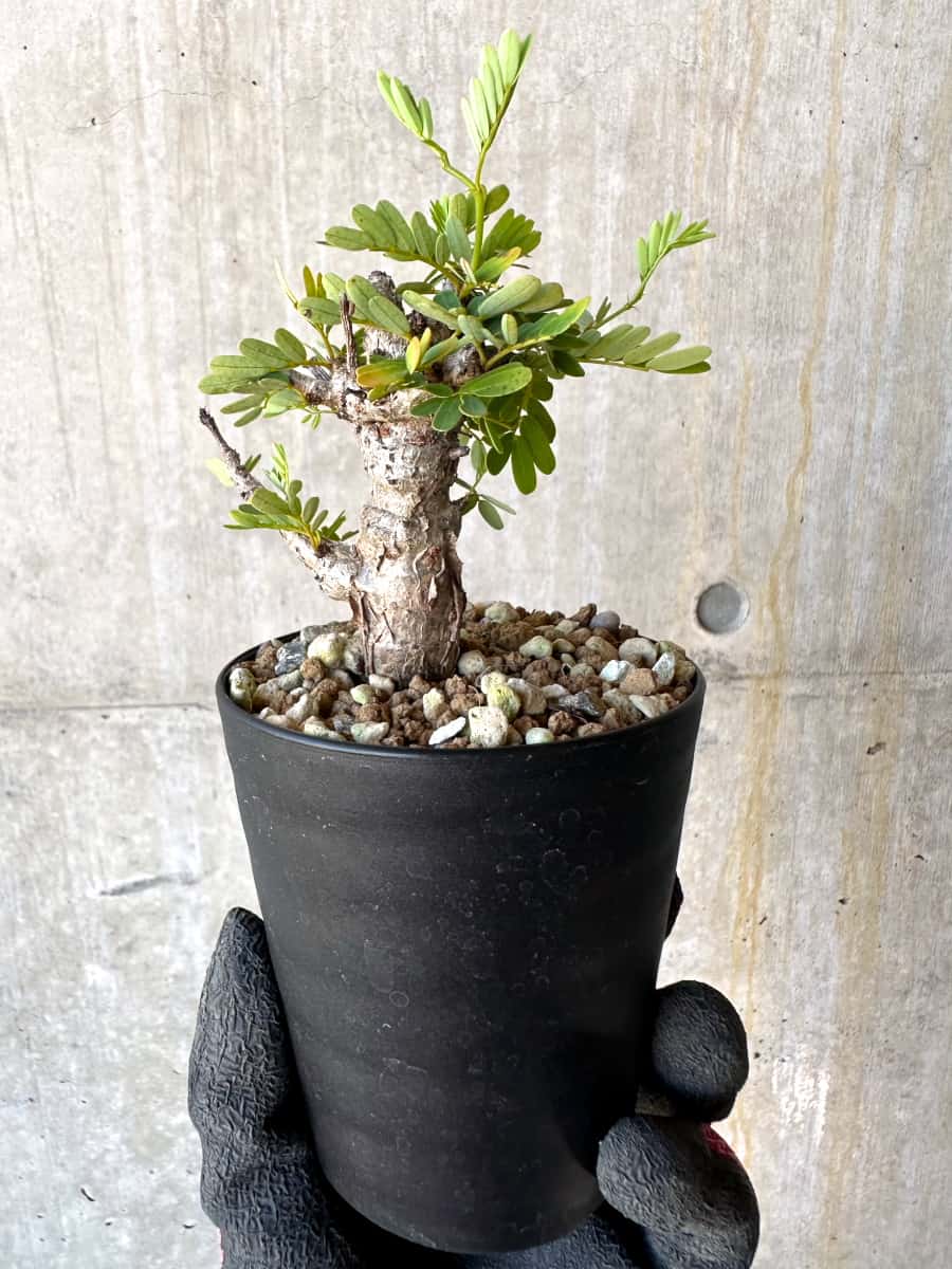 【現品限り】センナ・メリディオナリス 実生【G55】 Senna meridionalis