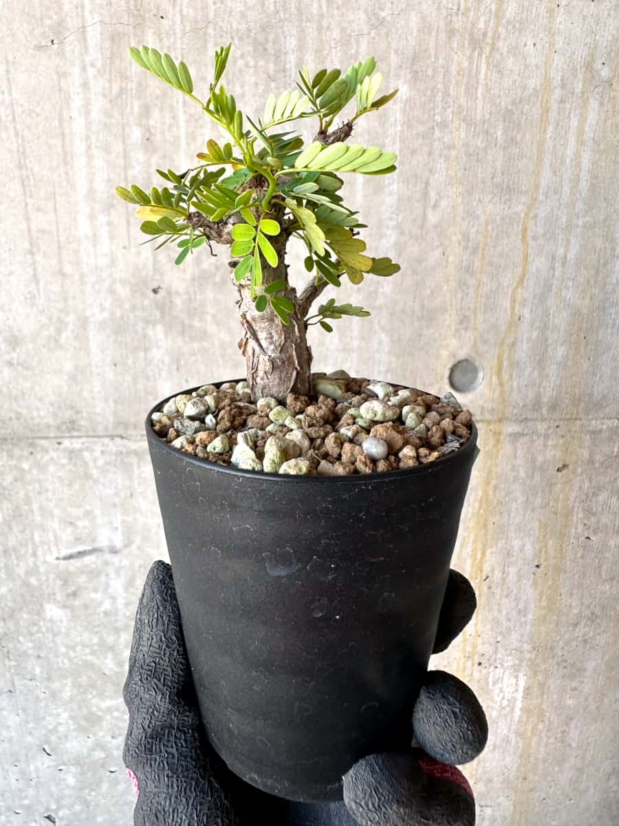 【現品限り】センナ・メリディオナリス 実生【G55】 Senna meridionalis