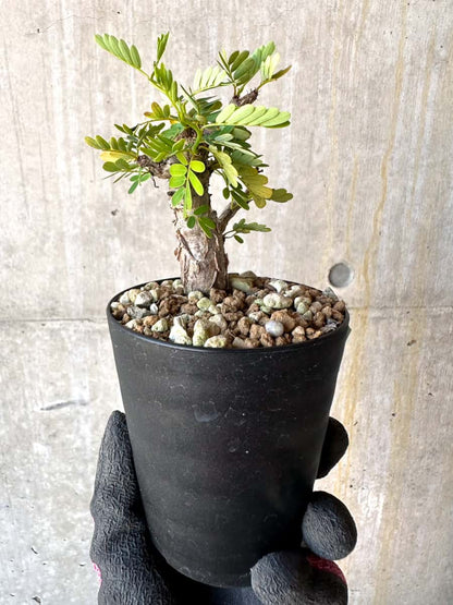 【現品限り】センナ・メリディオナリス 実生【G55】 Senna meridionalis