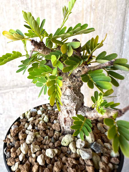 【現品限り】センナ・メリディオナリス 実生【G55】 Senna meridionalis