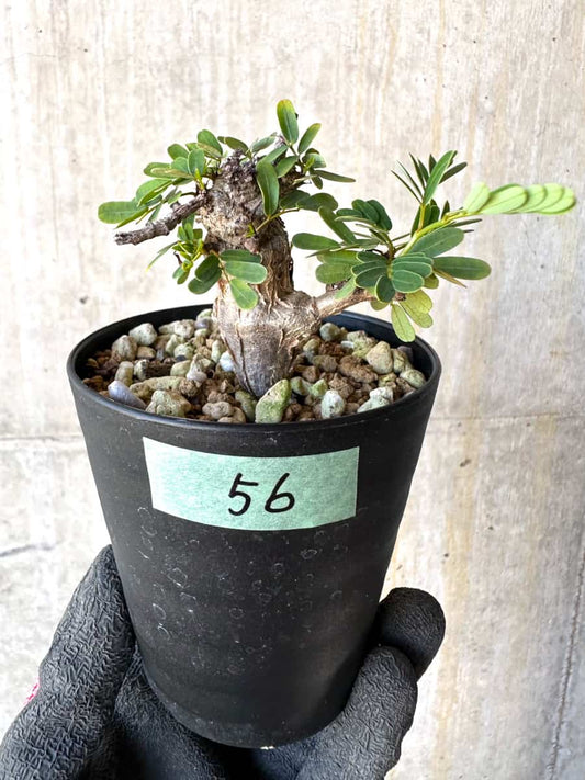 【現品限り】センナ・メリディオナリス 実生【G56】 Senna meridionalis