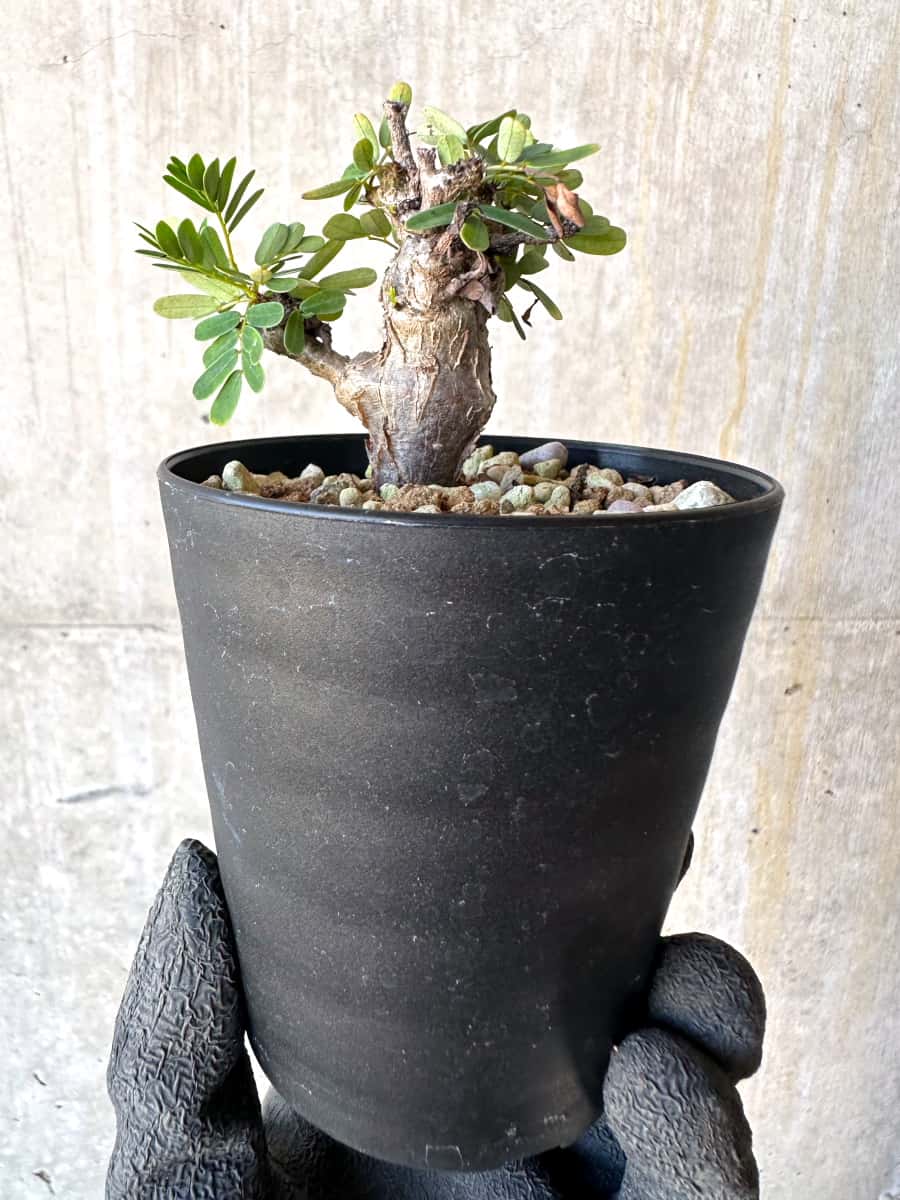 【現品限り】センナ・メリディオナリス 実生【G56】 Senna meridionalis