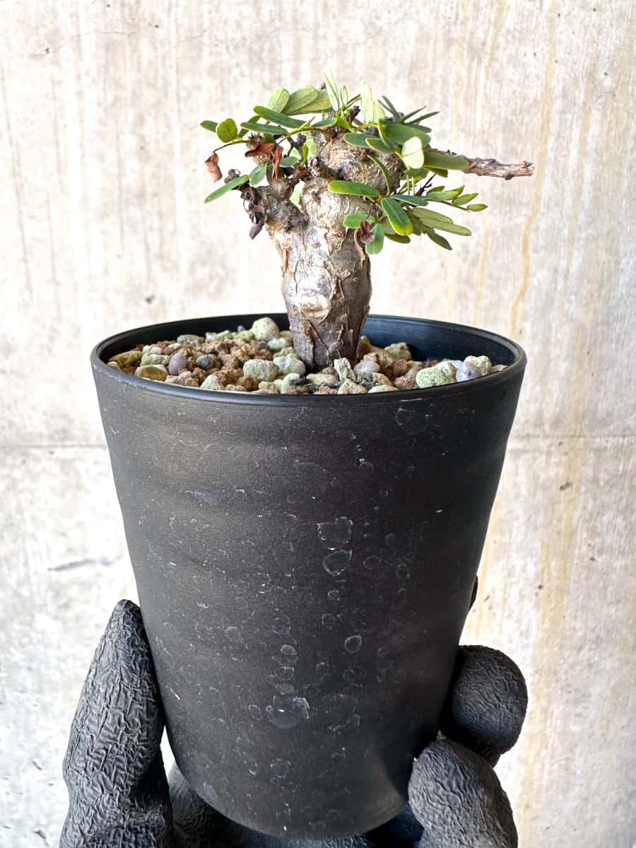 【現品限り】センナ・メリディオナリス 実生【G56】 Senna meridionalis