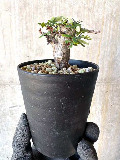【現品限り】センナ・メリディオナリス 実生【G56】 Senna meridionalis