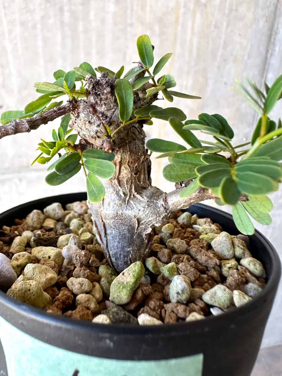 【現品限り】センナ・メリディオナリス 実生【G56】 Senna meridionalis