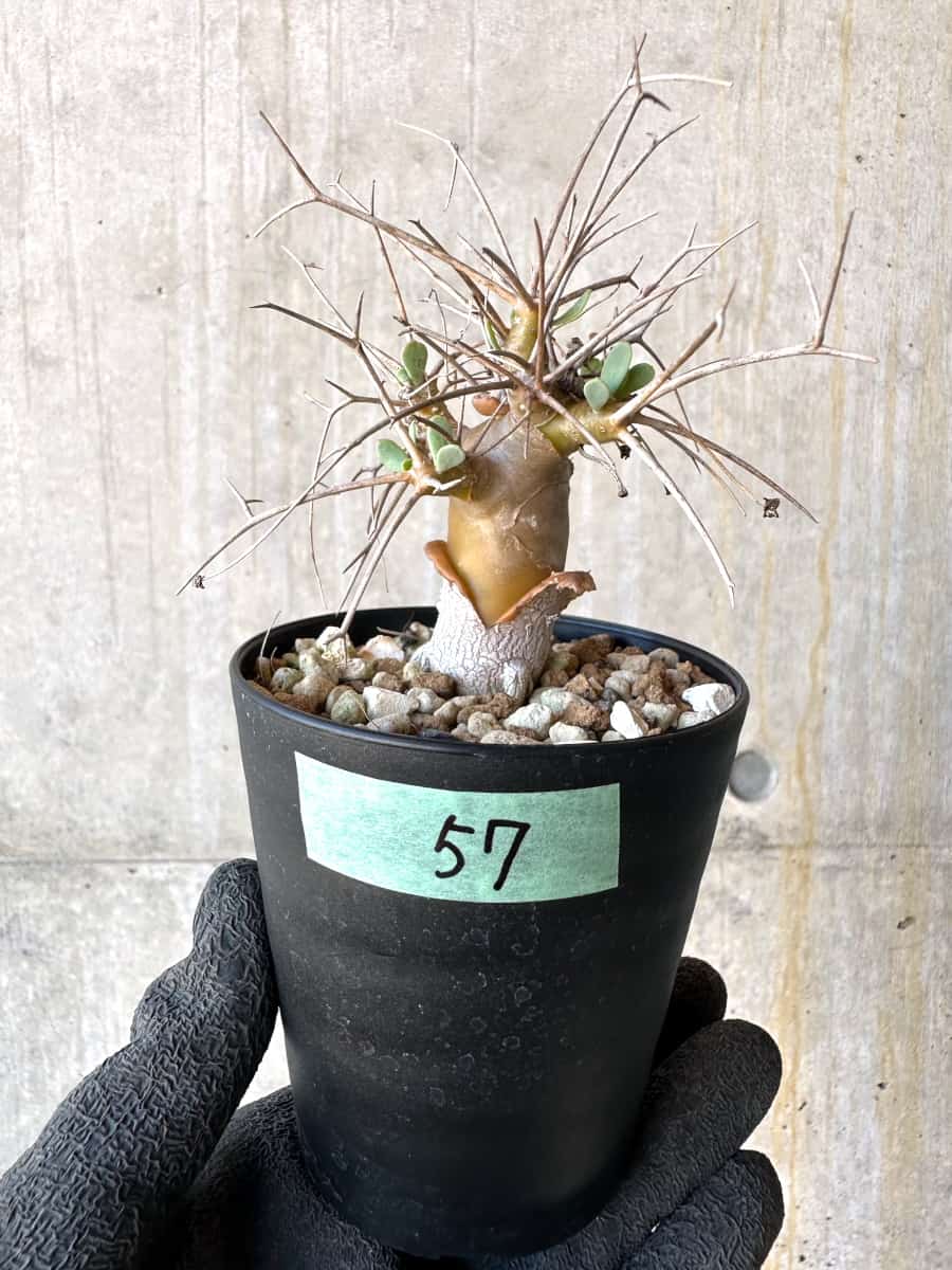 【現品限り】オトンナ・ユーフォルビオイデス【G57】 Othonna euphorbioides
