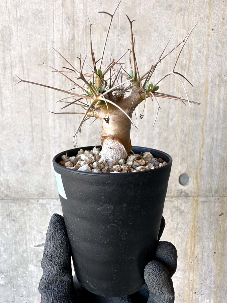 【現品限り】オトンナ・ユーフォルビオイデス【G57】 Othonna euphorbioides