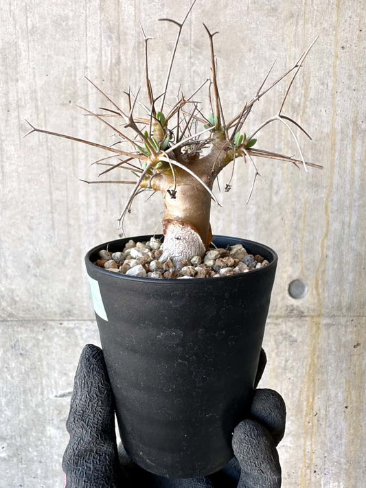 【現品限り】オトンナ・ユーフォルビオイデス【G57】 Othonna euphorbioides