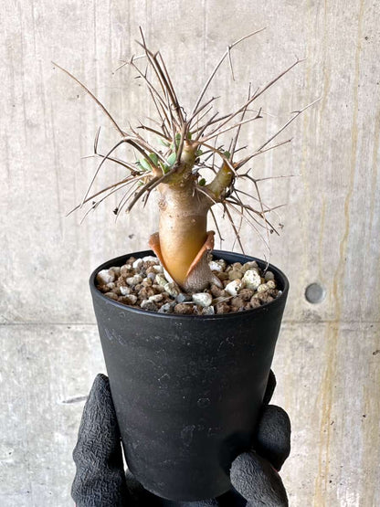 【現品限り】オトンナ・ユーフォルビオイデス【G57】 Othonna euphorbioides
