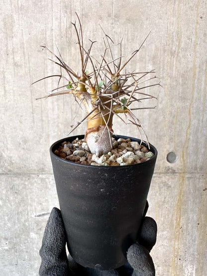 【現品限り】オトンナ・ユーフォルビオイデス【G57】 Othonna euphorbioides