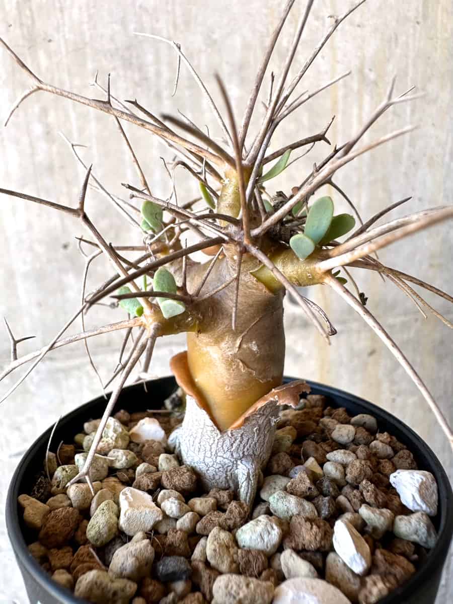 【現品限り】オトンナ・ユーフォルビオイデス【G57】 Othonna euphorbioides