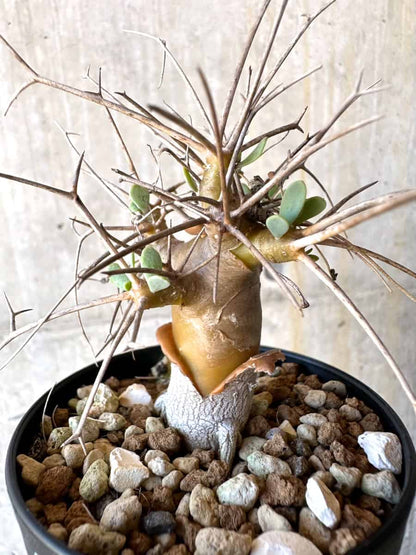 【現品限り】オトンナ・ユーフォルビオイデス【G57】 Othonna euphorbioides