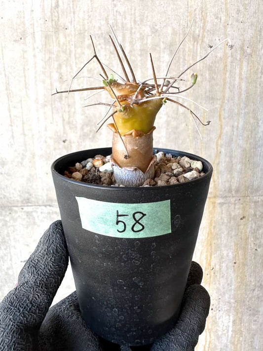 【現品限り】オトンナ・ユーフォルビオイデス【G58】 Othonna euphorbioides