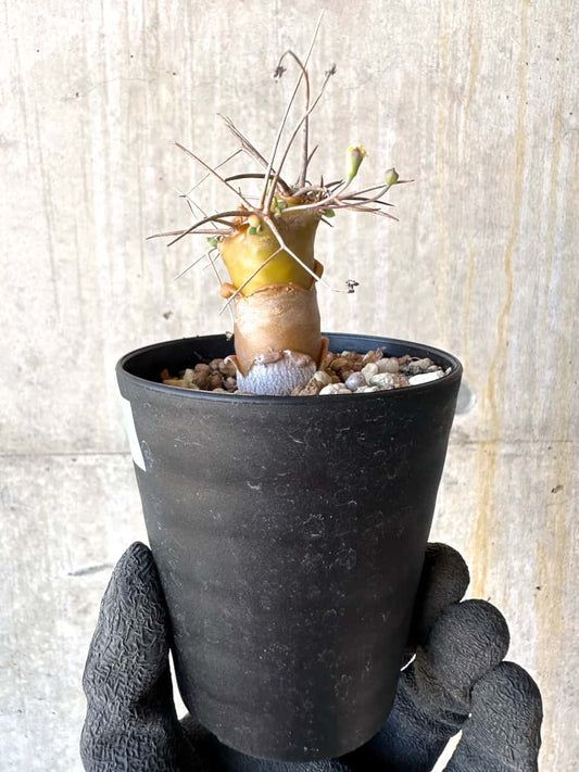 【現品限り】オトンナ・ユーフォルビオイデス【G58】 Othonna euphorbioides