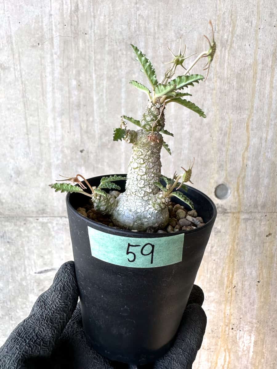 【現品限り】ドルステニア・ホルウッディ【G59】 Dorstenia horwoodii