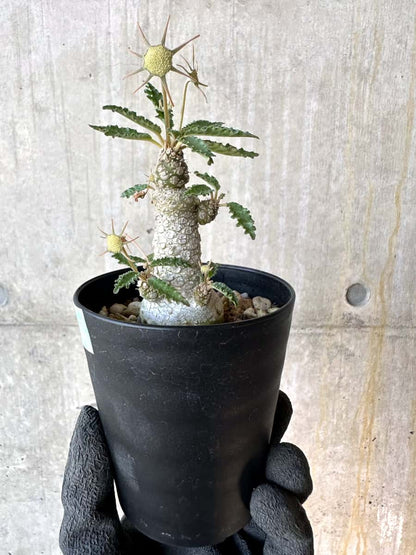 【現品限り】ドルステニア・ホルウッディ【G59】 Dorstenia horwoodii