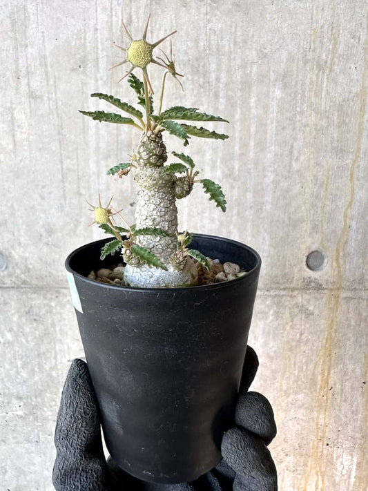 【現品限り】ドルステニア・ホルウッディ【G59】 Dorstenia horwoodii