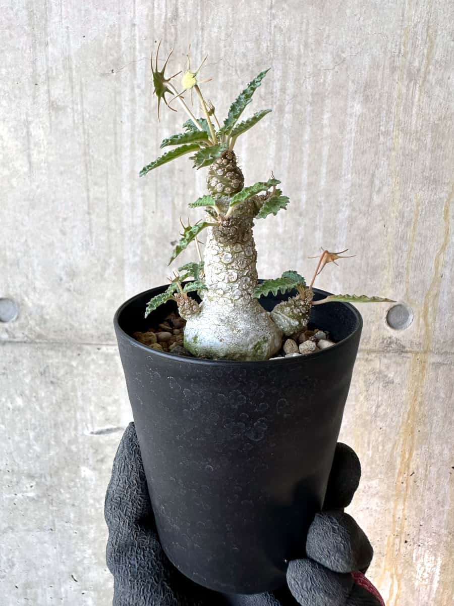 【現品限り】ドルステニア・ホルウッディ【G59】 Dorstenia horwoodii