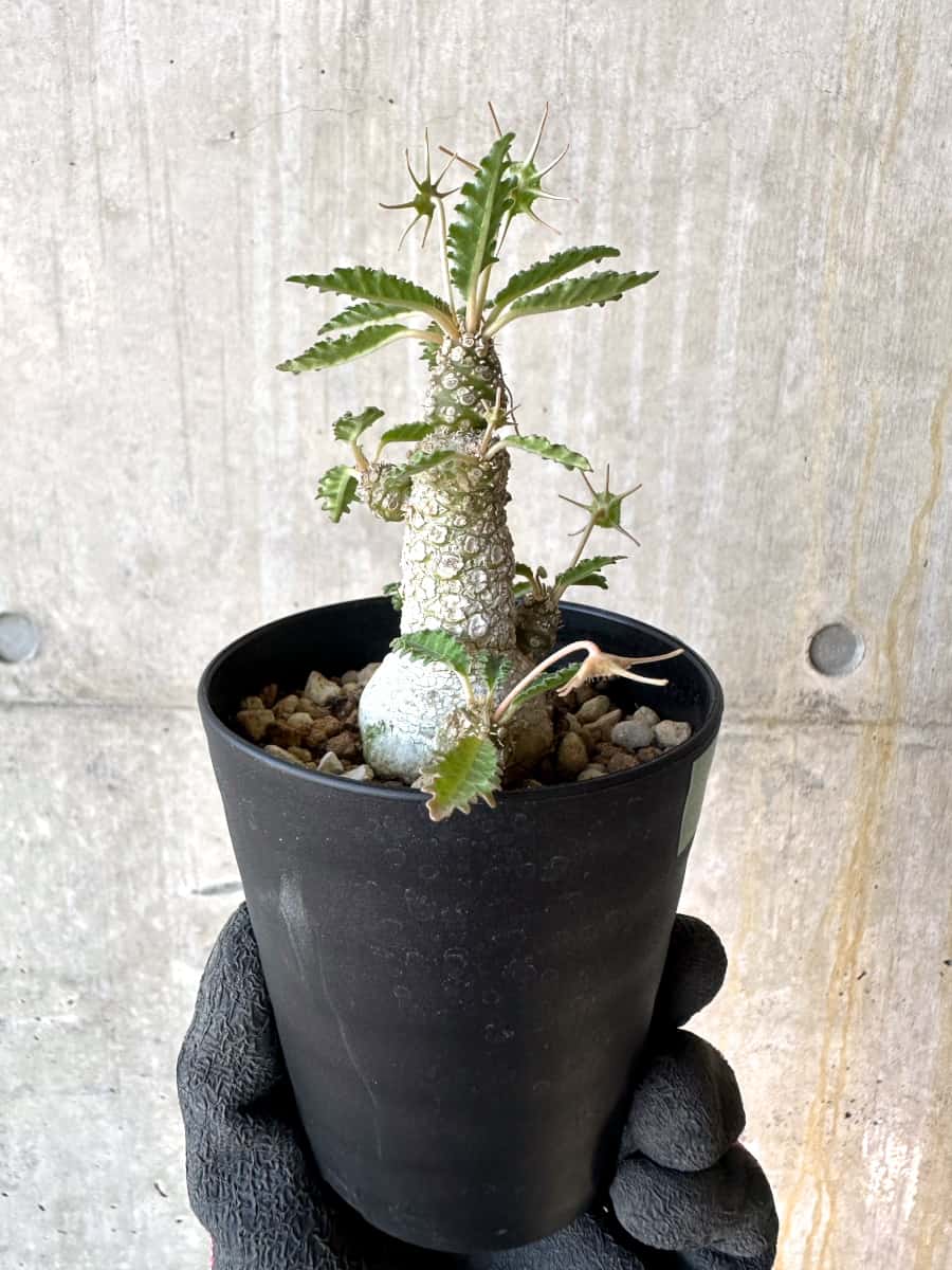 【現品限り】ドルステニア・ホルウッディ【G59】 Dorstenia horwoodii