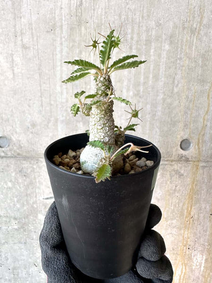 【現品限り】ドルステニア・ホルウッディ【G59】 Dorstenia horwoodii