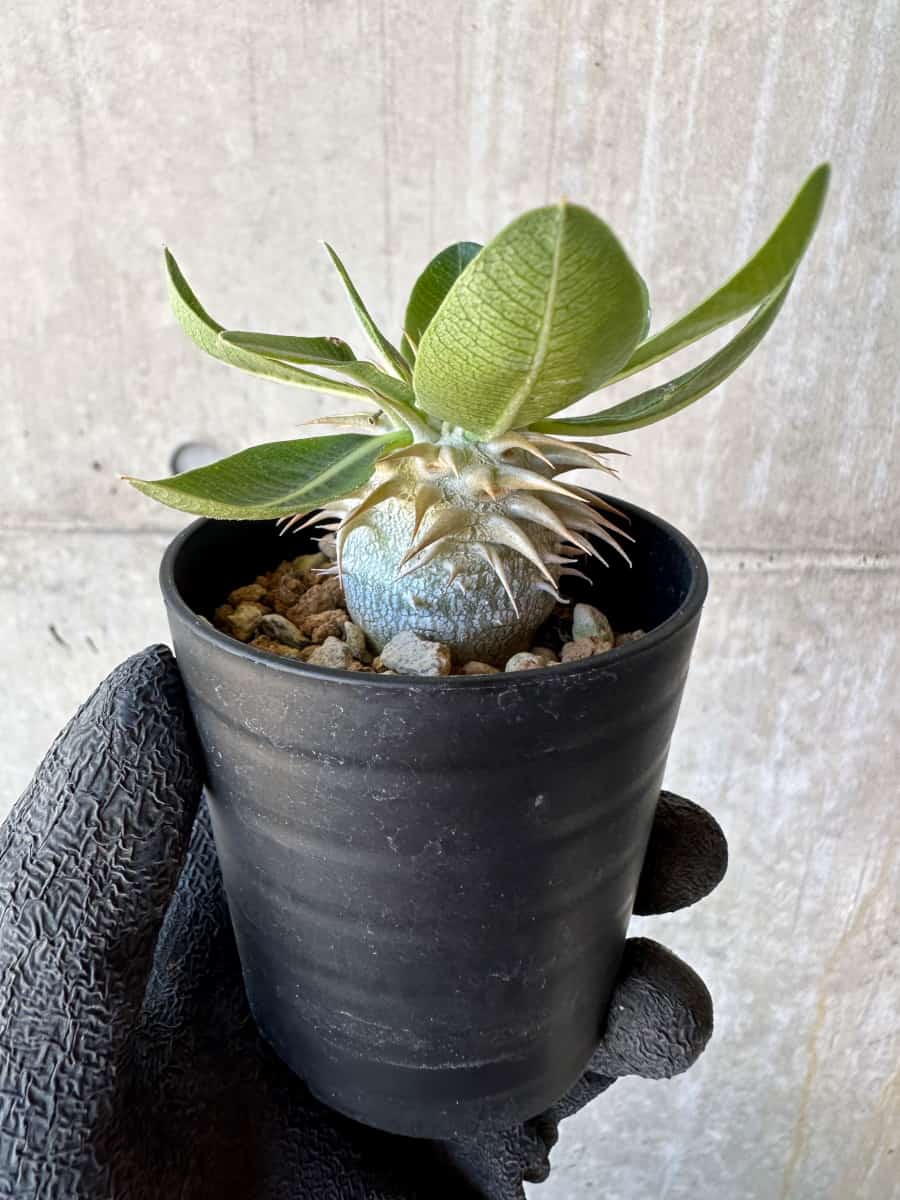 【現品限り】パキポディウム・恵比寿笑い 白花【G5】 Pachypodium brevicaule leucoxanthum