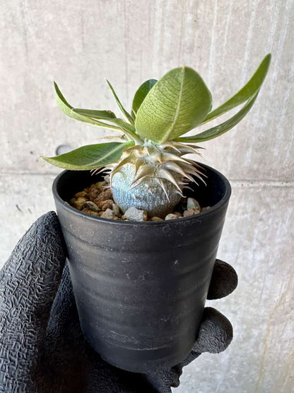 【現品限り】パキポディウム・恵比寿笑い 白花【G5】 Pachypodium brevicaule leucoxanthum