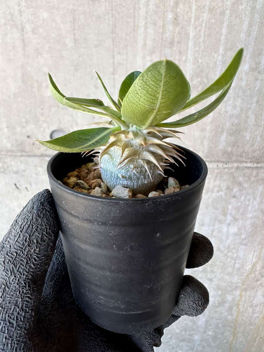 【現品限り】パキポディウム・恵比寿笑い 白花【G5】 Pachypodium brevicaule leucoxanthum