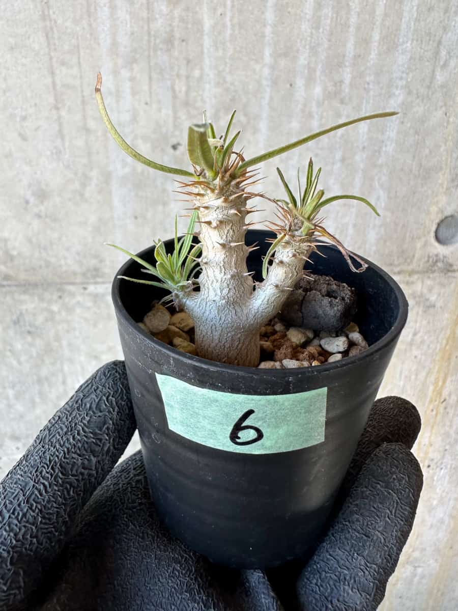 【現品限り】パキポディウム・グラキリス【G6】 Pachypodium gracilius