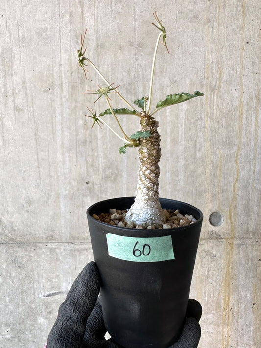 【現品限り】ドルステニア・ホルウッディ【G60】 Dorstenia horwoodii