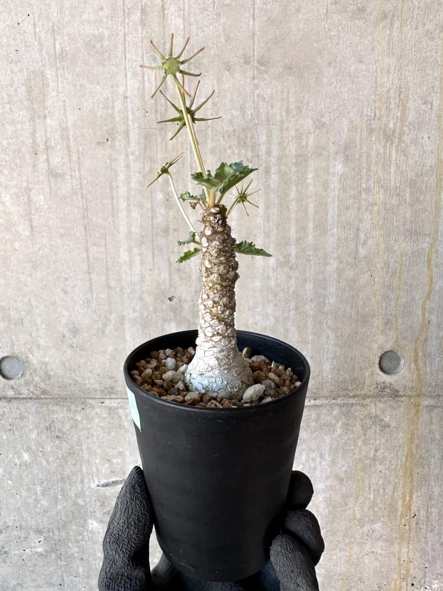 【現品限り】ドルステニア・ホルウッディ【G60】 Dorstenia horwoodii