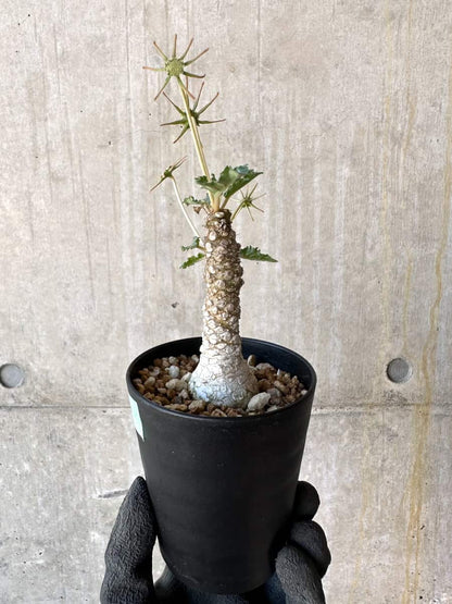 【現品限り】ドルステニア・ホルウッディ【G60】 Dorstenia horwoodii