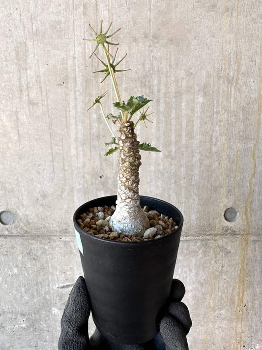 【現品限り】ドルステニア・ホルウッディ【G60】 Dorstenia horwoodii