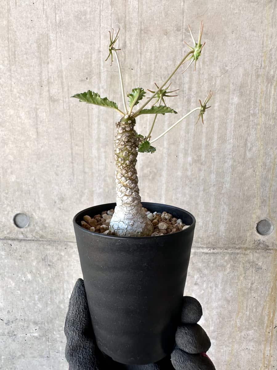 【現品限り】ドルステニア・ホルウッディ【G60】 Dorstenia horwoodii