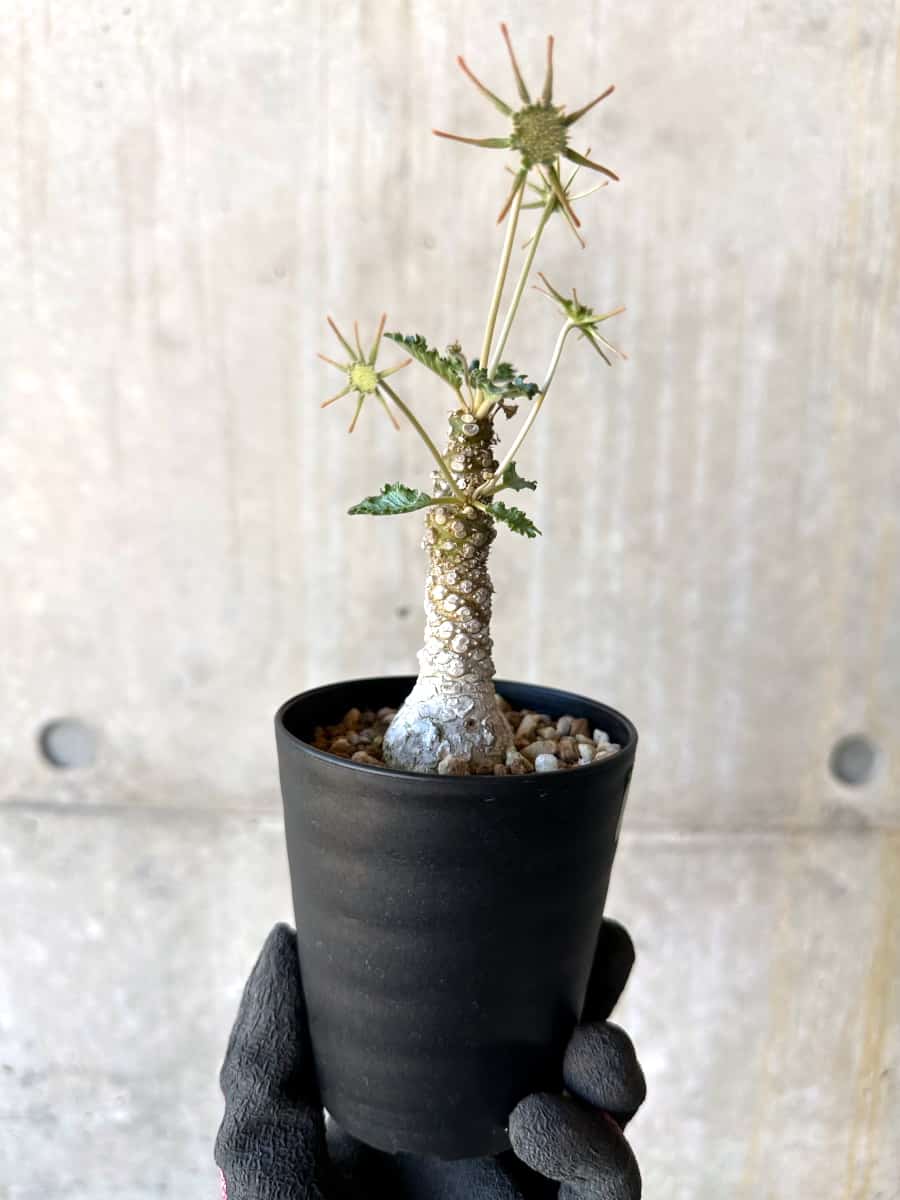 【現品限り】ドルステニア・ホルウッディ【G60】 Dorstenia horwoodii