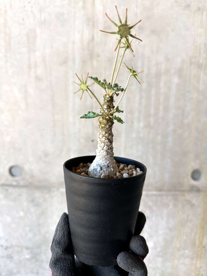 【現品限り】ドルステニア・ホルウッディ【G60】 Dorstenia horwoodii