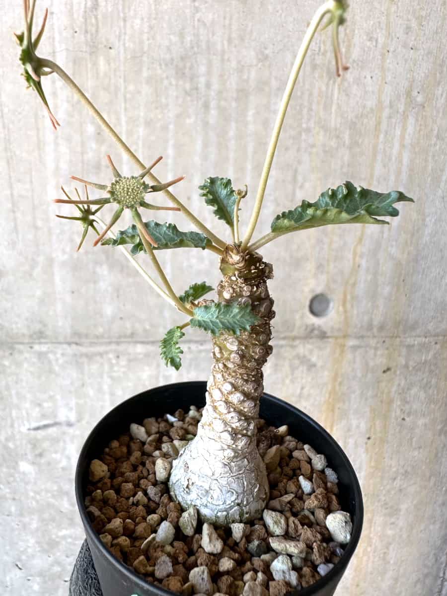 【現品限り】ドルステニア・ホルウッディ【G60】 Dorstenia horwoodii