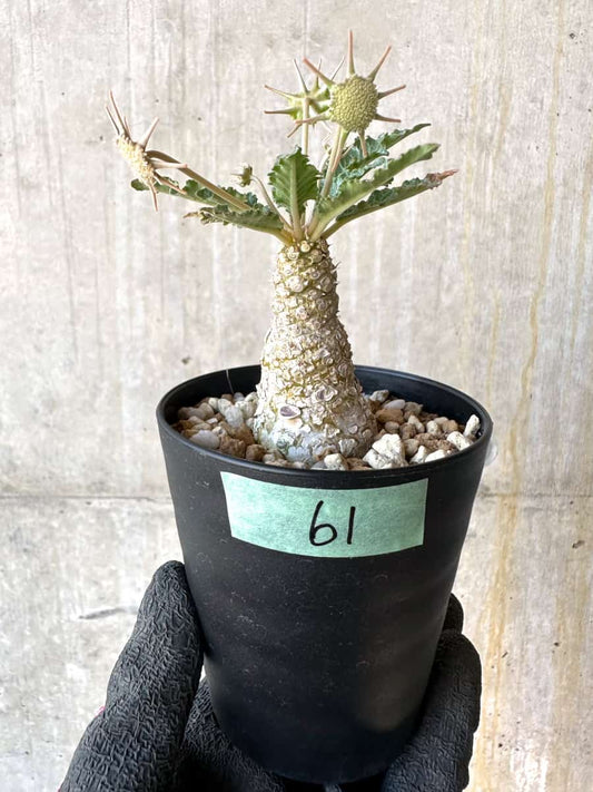 【現品限り】ドルステニア・ホルウッディ【G61】 Dorstenia horwoodii