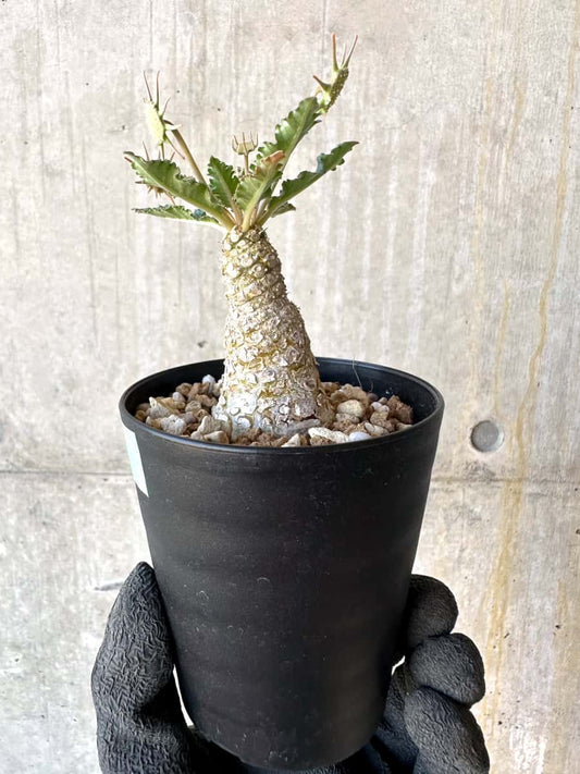 【現品限り】ドルステニア・ホルウッディ【G61】 Dorstenia horwoodii