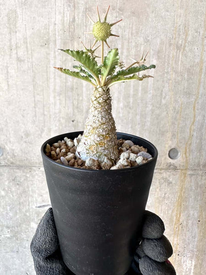 【現品限り】ドルステニア・ホルウッディ【G61】 Dorstenia horwoodii