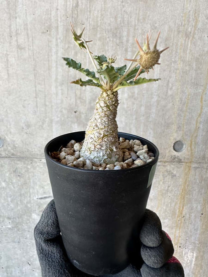 【現品限り】ドルステニア・ホルウッディ【G61】 Dorstenia horwoodii