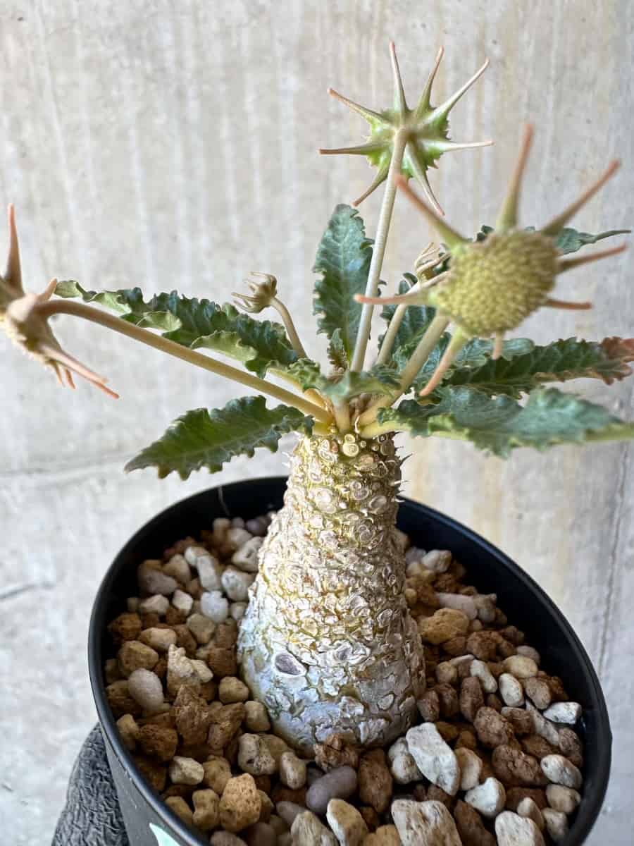 【現品限り】ドルステニア・ホルウッディ【G61】 Dorstenia horwoodii