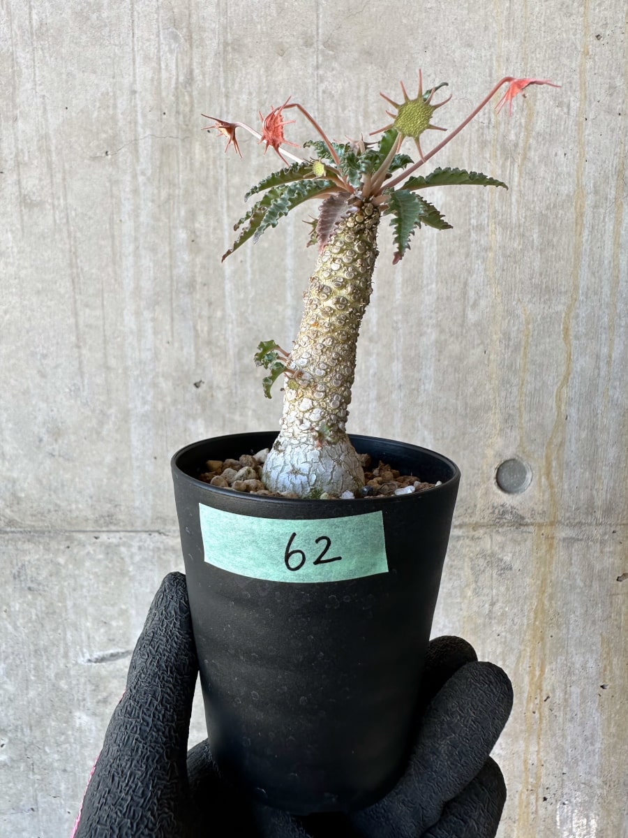 【現品限り】ドルステニア・ホルウッディ【G62】 Dorstenia horwoodii