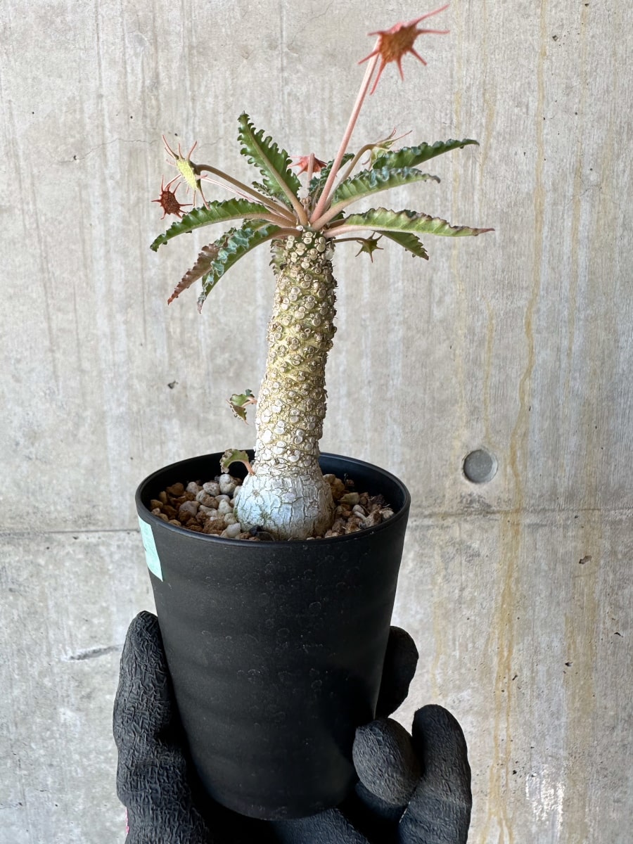 【現品限り】ドルステニア・ホルウッディ【G62】 Dorstenia horwoodii