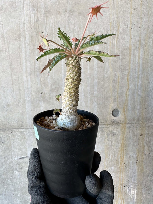 【現品限り】ドルステニア・ホルウッディ【G62】 Dorstenia horwoodii