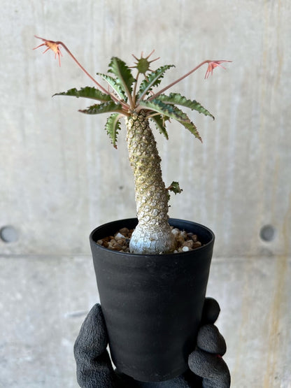 【現品限り】ドルステニア・ホルウッディ【G62】 Dorstenia horwoodii